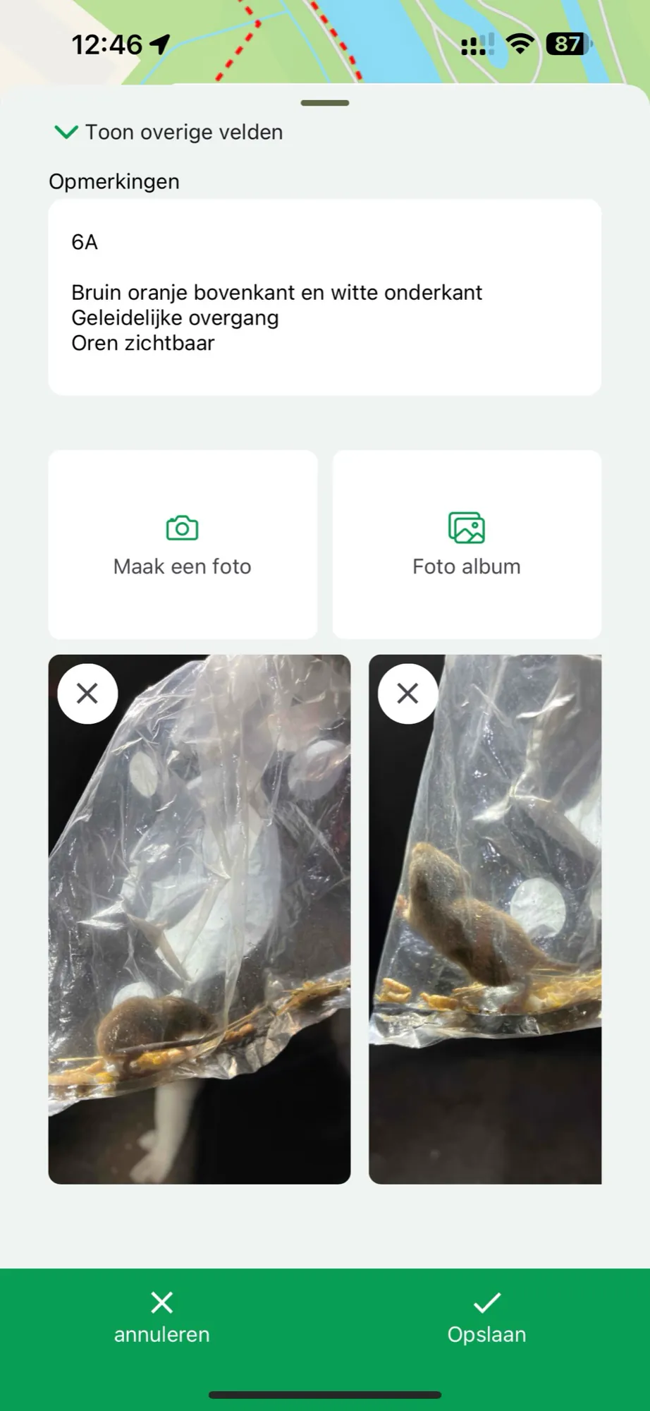 Dezelfde waarneming met twee foto's van de vangst en de knoppen Maak een foto en Foto album
