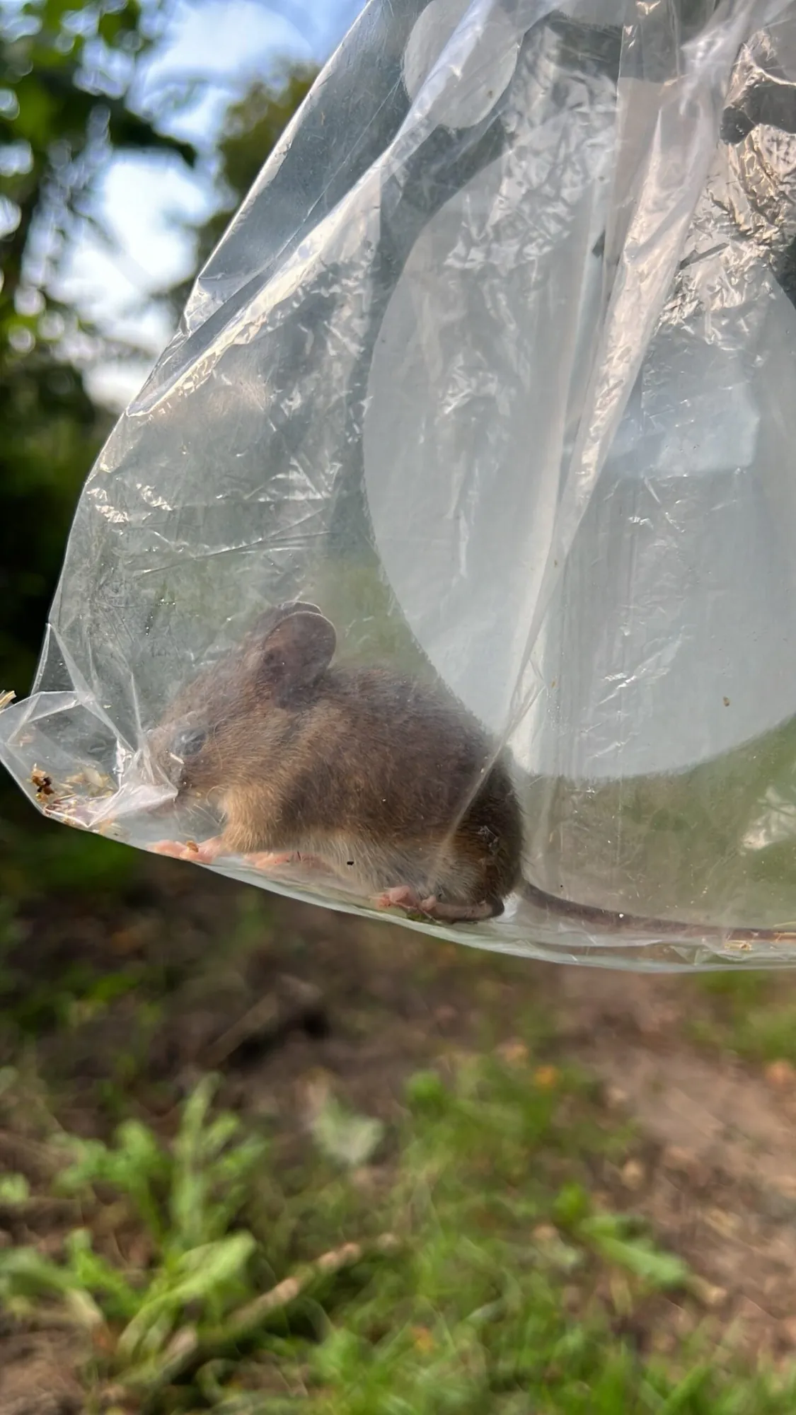 Een gevangen muis in een doorzichtige zak, om hem te kunnen determineren