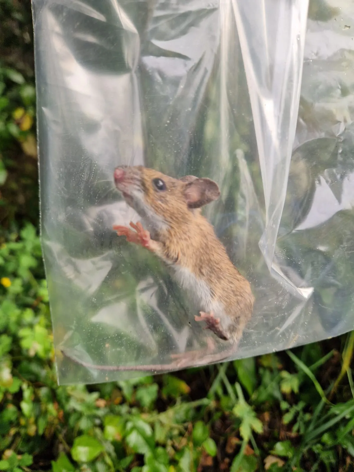 Een muis in een doorzichtige zak, gevangen tijdens het onderzoek naar de waterspitsmuis